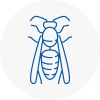 Weybridge Wasp Nest Removal